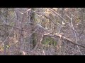 Michigan Deer Hunting: The Prerut is Picking Up