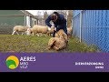 Aeres MBO Velp - Dierverzorging (2018) Obrázok autora