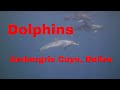 Dolphins of Ambergris Caye | 