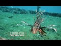 Video of Lionfish