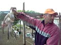 Αποπτιλωτήρας/www.kotes.eu /Ξεπουπουλιασμα /Spiumatrice/ Plucker machine