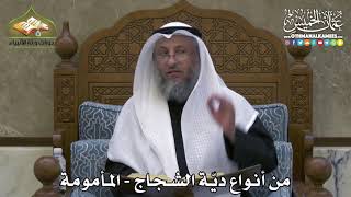 2306 - من أنواع ديّة الشجاج - المأمومة - عثمان الخميس