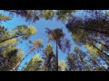 Прыжки с дерева 24 августа 2013 о12)
