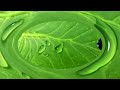 Photoshop: How to Make Water Drops