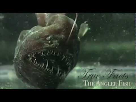 True Facts About The Angler Fish : videos