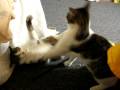 a little fight a little fight