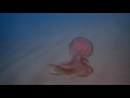 Jellyfish vs Jellyfish  | pelagia noctiluca