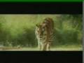 KAAL, The Wildest Tiger Movie Ever Made