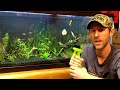 Taking care of algae in the planted tank