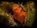 Frogfish Feeding | Painted frogfish