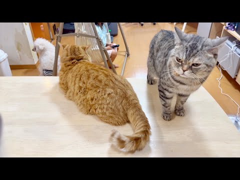 平和な時間を過ごすあいちゃんと仲間たちのほのぼのごはんシーン サムネイル