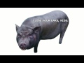 Pearls From A Swine? Case of the Swine Flu.gov Thumbnail