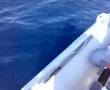 how to fish a squid?