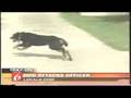 Dog attacks Police Officer Taser Full News Report Dog attacks Police Officer Taser Full News Report