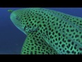 Video of Leopardenhai