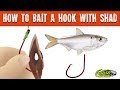 How To Bait A Hook With Cut Shad (Cut Bait) 