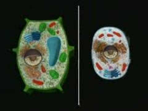 la celula procariota. Celula Procariota middot; La Cellula