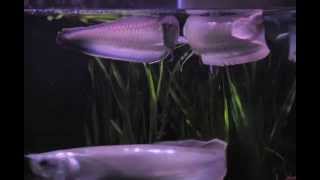 Black Arowana