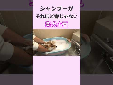 神戸のかわいい柴犬・小夏が登場!癒しと遊び心あふれる動画 サムネイル