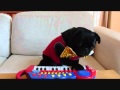 Clip chó chơi piano gây sốt | Maphim.net