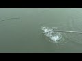 The one that got away! / shark bait