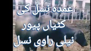 khobsurat nili Ravi kattiyaan 4 se 7 maah Umar kiعمدہ نسل کی کٹیاں پیور نیلی راوی نسل