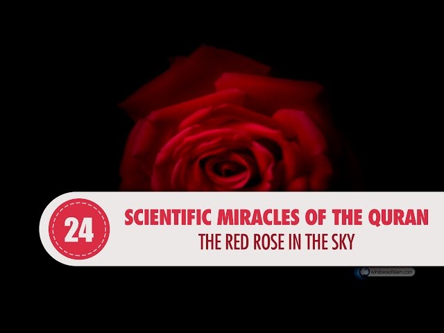  The Red Rose in the Sky