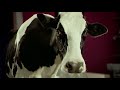 Tap Dancing Cow