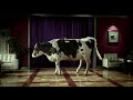 Tap Dancing Cow