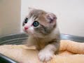 スコティッシュフォールド by NIPPON PET(岐阜、大垣のペットショップ)