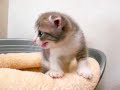 スコティッシュフォールド by NIPPON PET(岐阜、大垣のペットショップ)