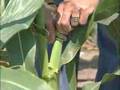 Pollination Methods: Corn