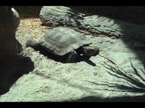 Turtle back zoo coupons discounts