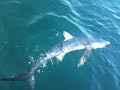 Sharking 3