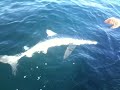 Sharking 3