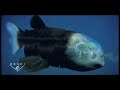 Fish With Transparent Head Filmed