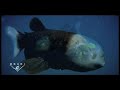 Fish With Transparent Head Filmed
