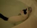 Cat enjoying a bath!? Cat enjoying a bath!?