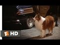 Lassie Come Home (1/10) Movie CLIP - Morning Routine (1943) HD