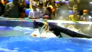 Download video: Attaque d'orque au Marineland d'Antibes Download video: Attaque d'orque au Marineland d'Antibes