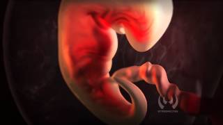 Fetal Development Animation - YouTube