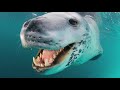 Face-Off With a Deadly Predator