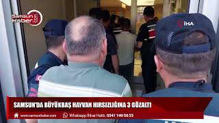 Samsun'da büyükbaş hayvan hırsızlığına 3 gözaltı