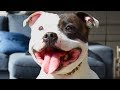 American Staffordshire Terrier Compilation NEW