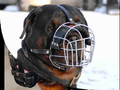 Viendo el video "Perros Rottweiler Fotos" MP3 Gratis Viendo el video "Perros Rottweiler Fotos" MP3 Gratis