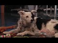 The Dog Who Knows 1,000 Words 2/9/2011