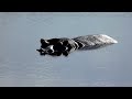 African Wildlife Music Video