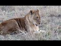 African Wildlife Music Video