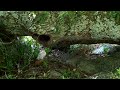 Wild Colony of Bees