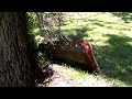 Wild Colony of Bees